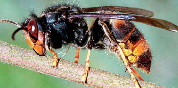 Illustration Frelon Asiatique